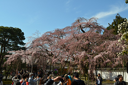 三宝院　太閤しだれ桜2